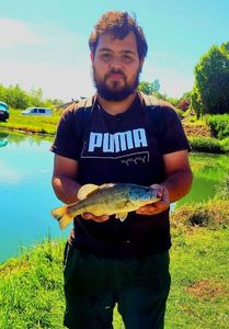Largemouth Bass