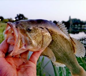 Largemouth Bass