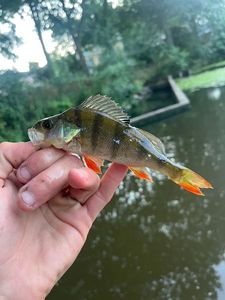 European Perch