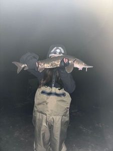 Sturgeon