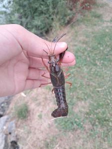 Noble Crayfish