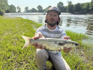 Flathead Grey Mullet