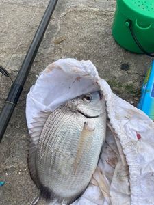 White Seabream