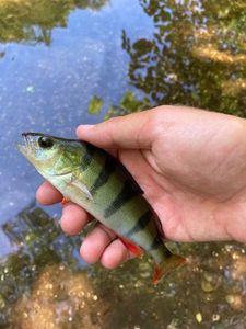 European Perch