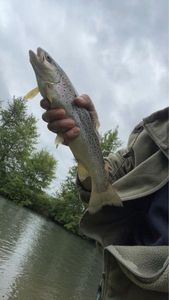 Brown Trout