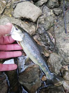 Brown Trout