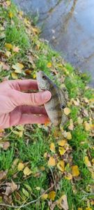 Green Sunfish