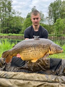 Common Carp