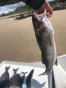 European Bass (Seabass)