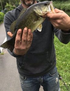 Smallmouth Bass
