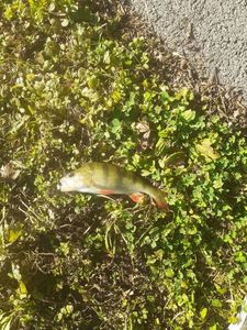 European Perch