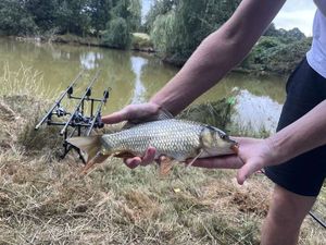 Common Carp