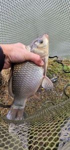Crucian Carp