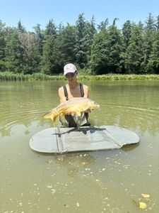 Mirror Carp