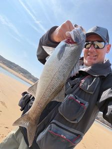 European Bass (Seabass)