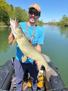 Northern Pike