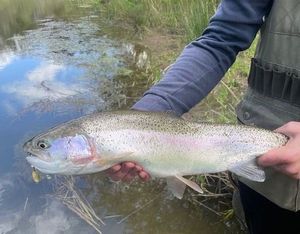 Rainbow Trout