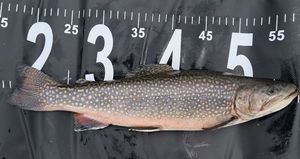Brook Trout