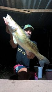 Zander