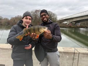 European Perch