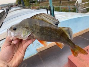 European Perch