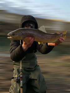 Brown Trout