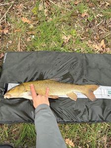 Barbel