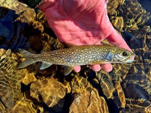 Lake Trout