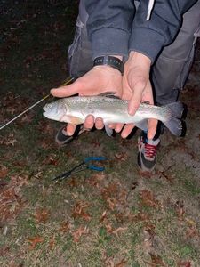 Rainbow Trout