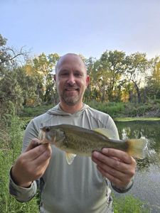 Largemouth Bass