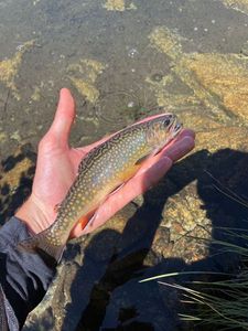 Brook Trout