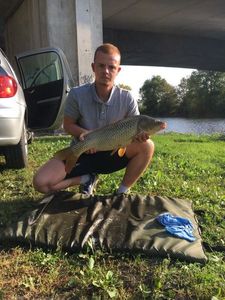 Common Carp