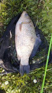 Crucian Carp