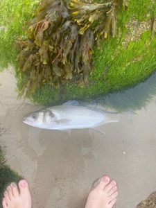 European Bass (Seabass)