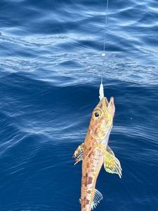 Mediterranean Flagfin