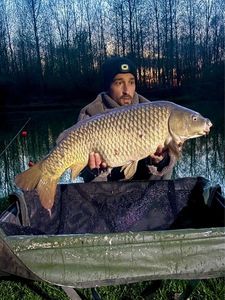 Common Carp