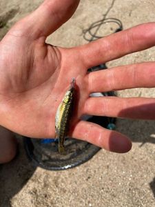Common Minnow