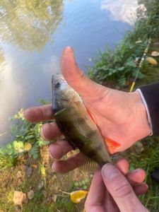 European Perch