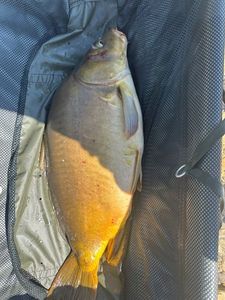 Leather Carp