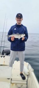 European Bass (Seabass)