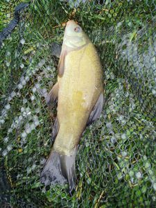 Tench