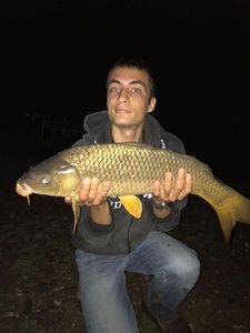 Common Carp