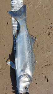 European Bass (Seabass)