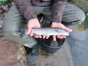Rainbow Trout