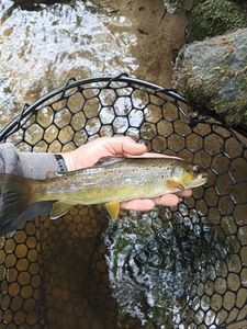 Brown Trout