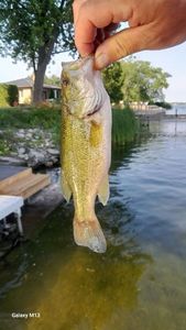 Smallmouth Bass