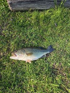 Largemouth Bass