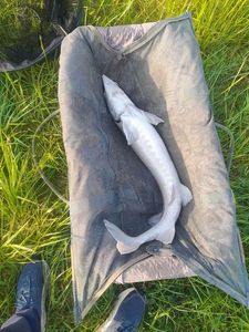 Sturgeon