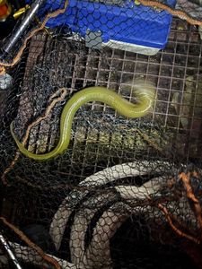 European Eel (Common Eel)