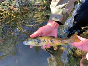 Brown Trout